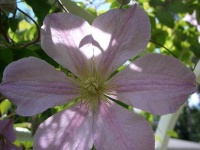 image of clematis #18