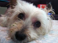image of silky_terrier