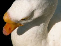 image of goose