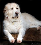 image of animal