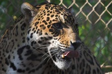 image of jaguar_car