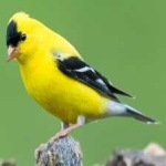 image of bird