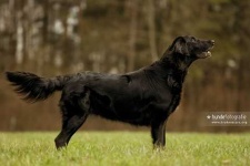 image of flat_coated_retriever