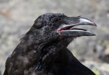 image of animal