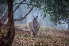 image of animal
