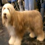 image of bearded_collie #4