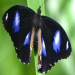 image of animal