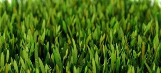 image of grass