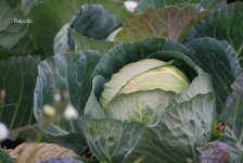 image of head_cabbage