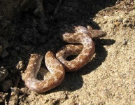 image of night_snake