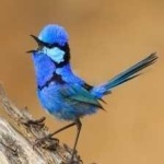 image of bird