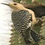 image of bird