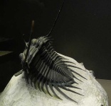 image of trilobite