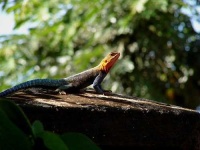 image of agama