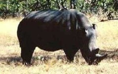 image of rhino