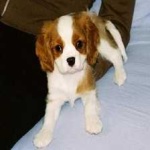 image of animal