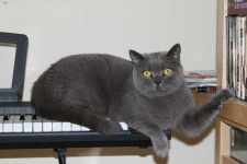 image of animal