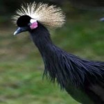 image of bird