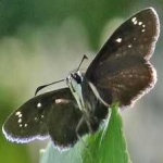 image of animal