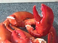 image of american_lobster #6