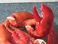 image of american_lobster