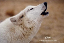 image of dingo