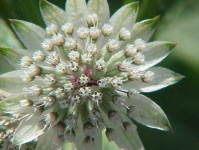 image of flower