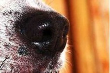 image of dog_nose