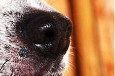 image of dog_nose #18