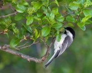 image of chickadee
