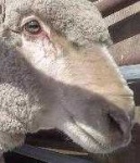 image of animal