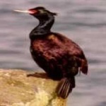 image of bird