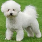 image of animal