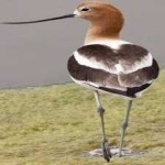 image of bird