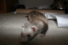 image of black_footed_ferret