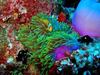 image of reef