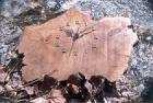 image of wall_clock