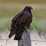 image of bird