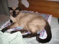 image of siamese #15