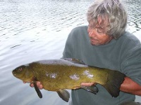 image of tench