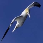 image of bird