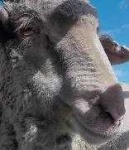 image of animal