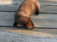 image of mink