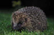 image of hedgehog