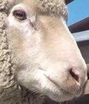 image of animal