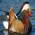 image of bird