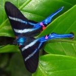 image of animal