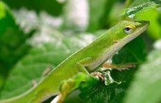 image of american_chameleon