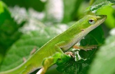 image of american_chameleon #6