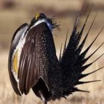 image of bird